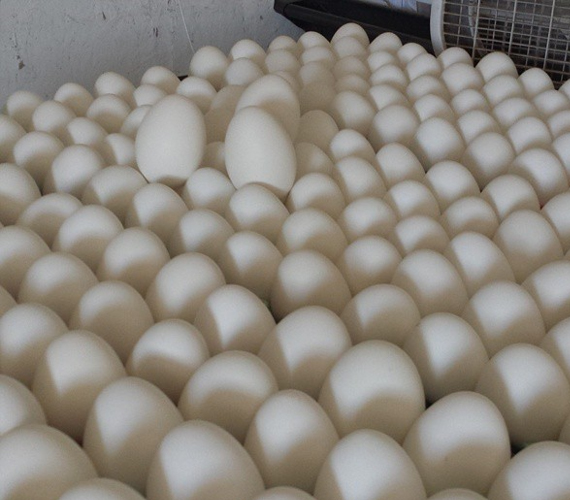 Duck Eggs